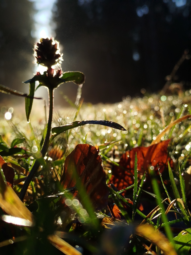 Blumenbild261224