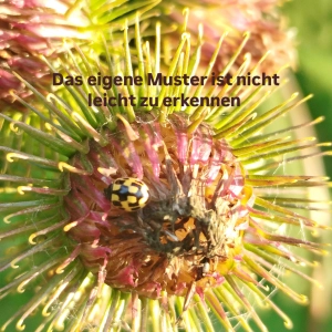 Bild mit einer Distel und einem schwarz gelben Marienkäfer. Text: Das eigene Muster ist nicht leicht zu erkennen