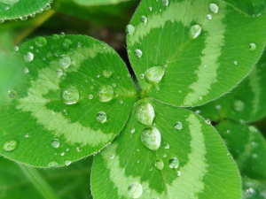 Dreiblättriges Kleeblatt mit Wassertropfen