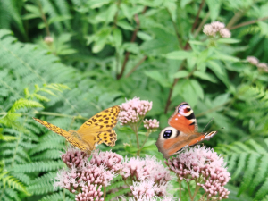 zwei unterschiedliche Schmetterlinge mit geöffneten Flügeln auf einer Blume